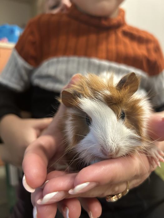 Продам морских свинок в добрые руки!