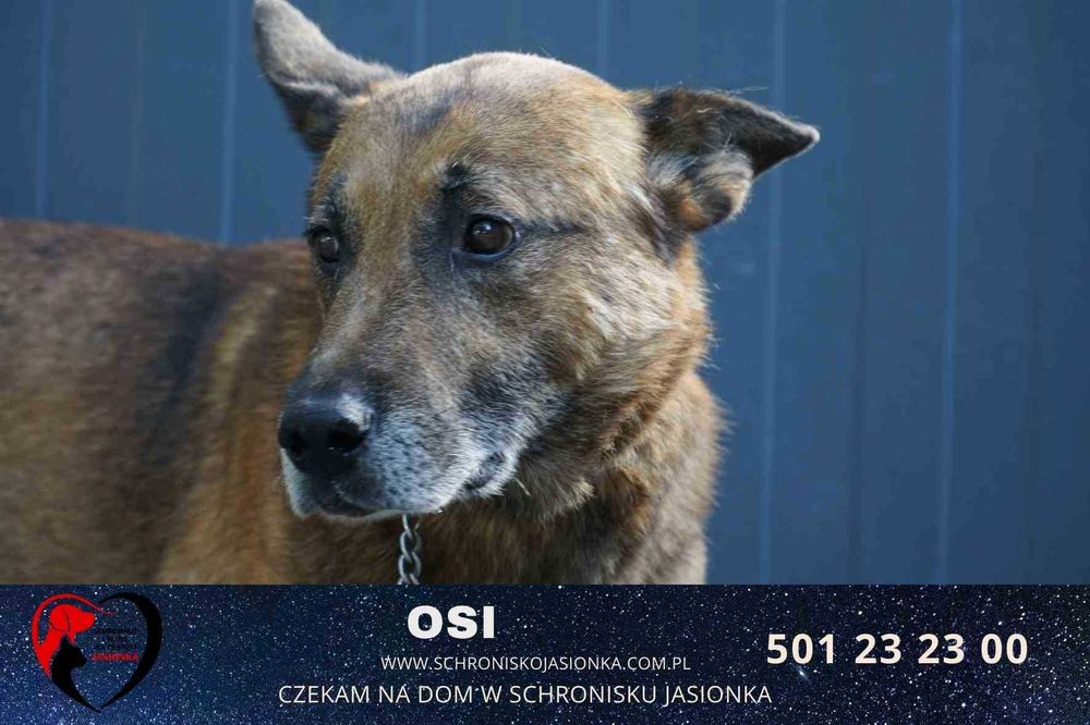 OSI do adopcji Schronisko Jasionka