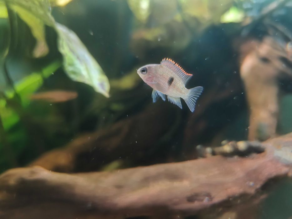 Panamius panamensis - Pielęgnica Panamska młode 5szt