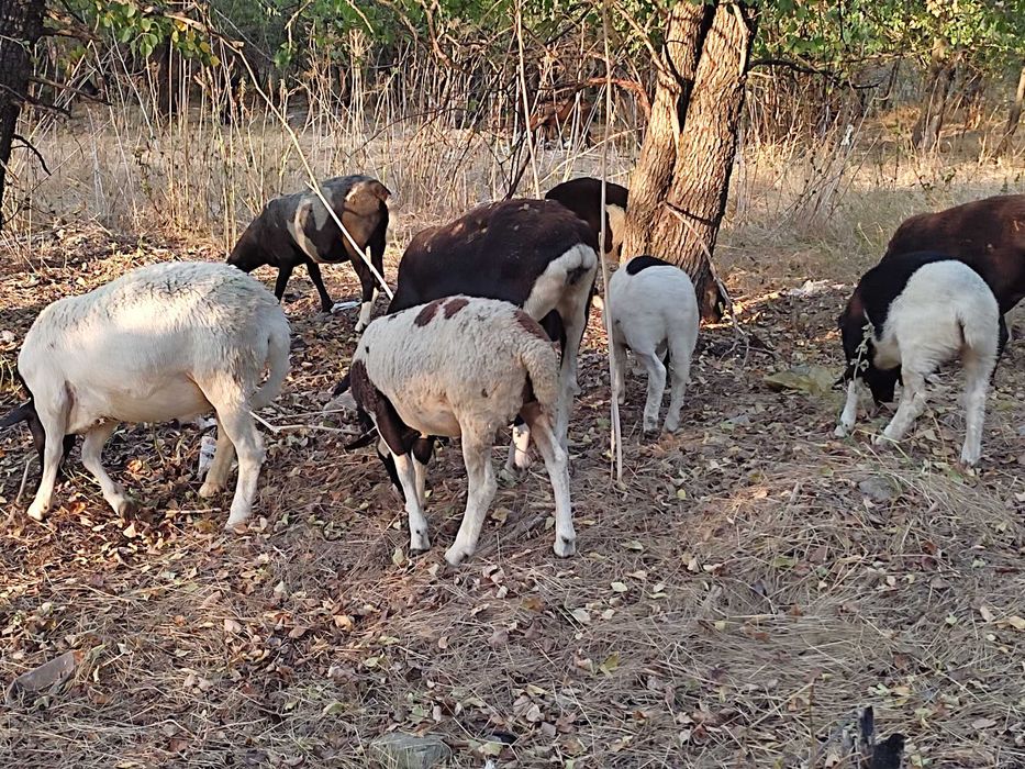 Продам ярки та матки крос дорпера (вівці, овцы)