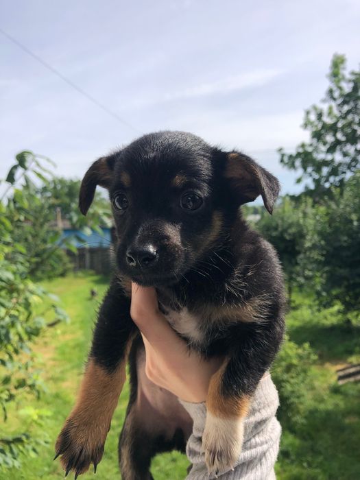 Цуценята в добрі руки