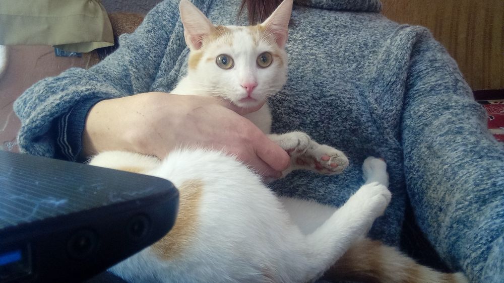 Хлопчик кастрований білосніжний