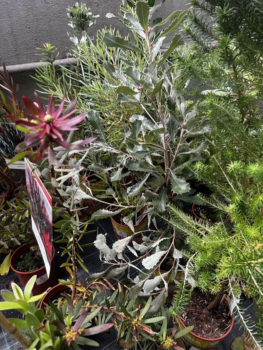 Proteas, banksias, Leucondendron leucospermum e Grevilleas
