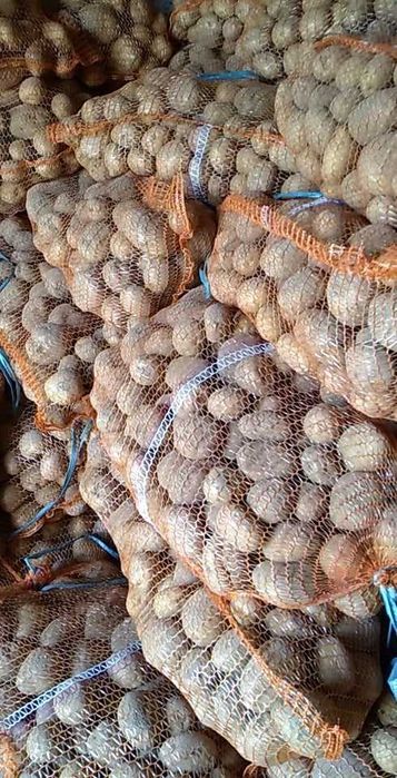 Bardzo Dobre Ziemniaki - darmowy dowóz