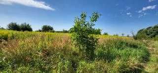 Продаж ділянки під будівництво в Конопниці (9,6 сот, без комісії)