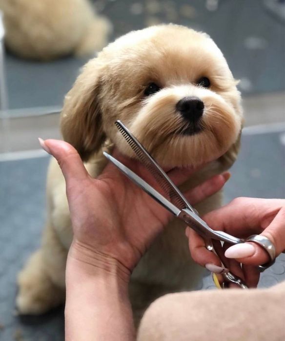 Маленькі серденька Мальтіпу шукають своїх людей