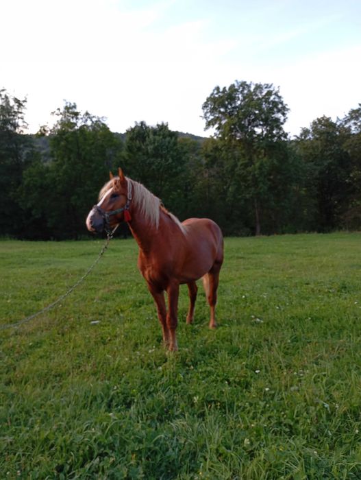 Коні на продаж робочі