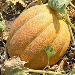 Семена дині Єфіопка ,Ананаска та саджанці малини,ежевіки, смородини