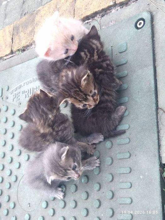Котики метиси шотландської весловухи