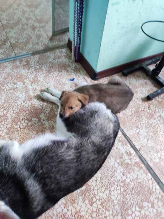 Чудесный щенок Лёва ищет любящую семью