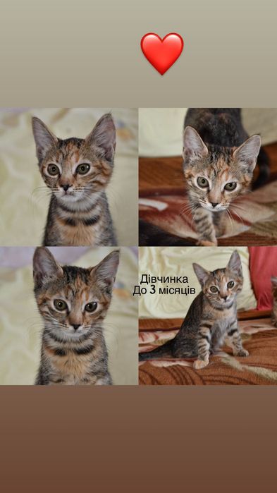 Много разных котят бесплатно