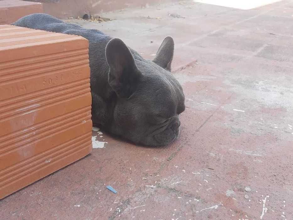 Buldogue Francês macho
serviços de montas