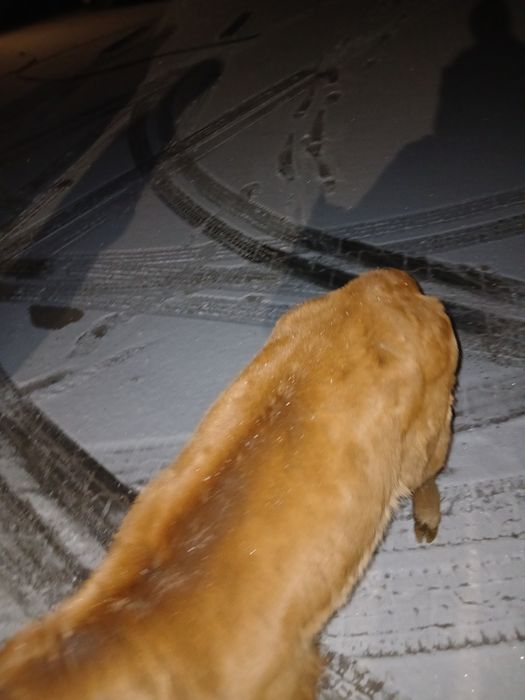 Byczki jałoweczki od rolnika