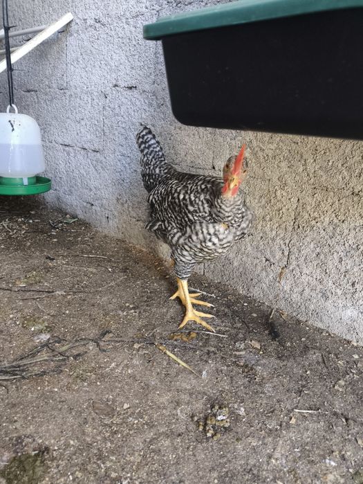 Galos e galinhas pedrez com 5 meses