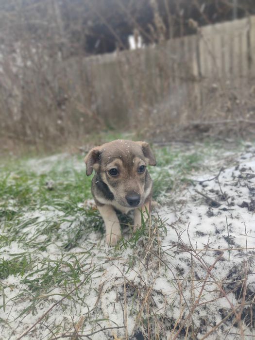 Собачка мініатюрна .цуценя