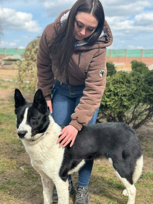 Wspaniały pies o wyjątkowej urodzie - do adopcji