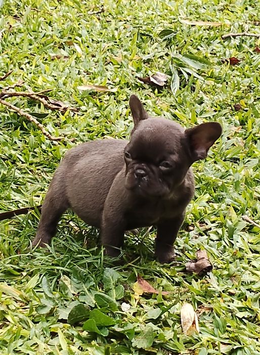 Bulldog Francês Chocolate