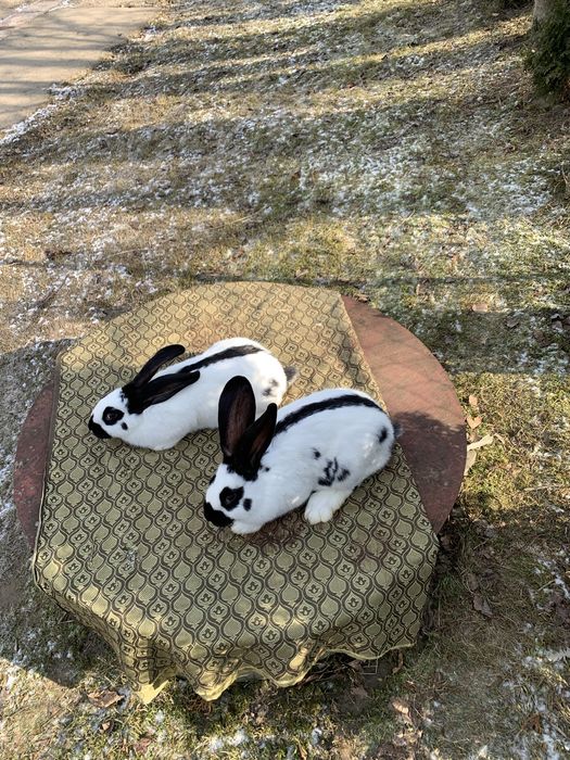 Кролик Строкач Самець