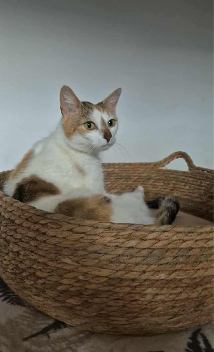 Urocza koteczka do adopcji