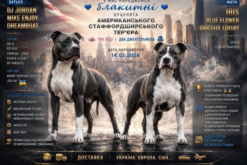 Готовы к переезду! Роскошные голубые стаффини, амстафф, стафф, стаффордширский терьер КСУ