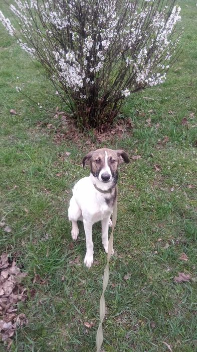 Отдам собаку в хорошие руки