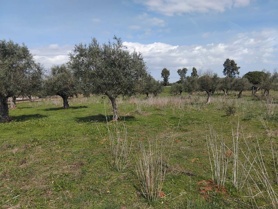 Magnifico terreno/olival em Vila Boim