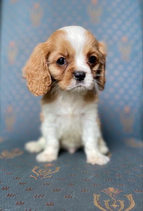 Cavalier king charles spaniel- chłopczyk