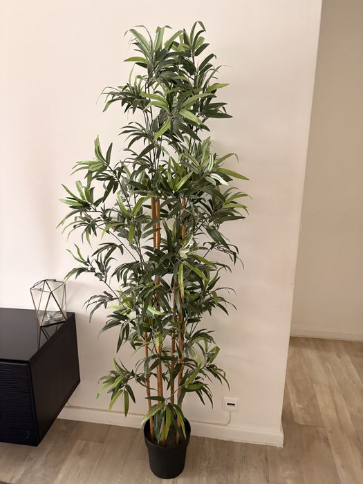 Planta ikea bambu nova