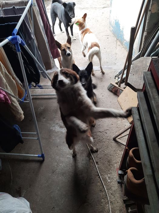 Віддам в добрі руки