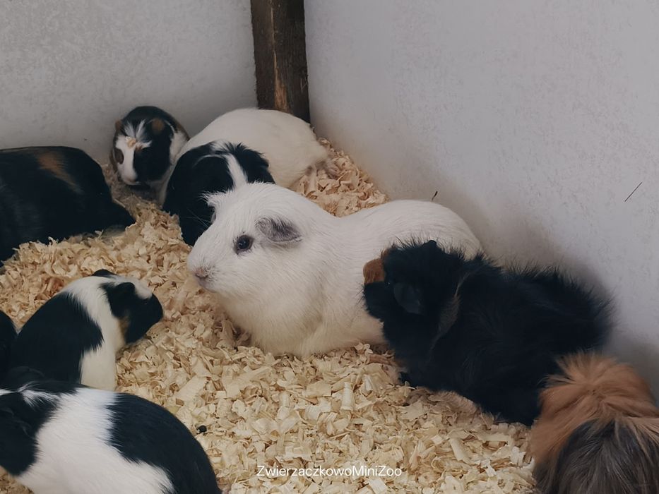 Świnki morskie kawia domowa