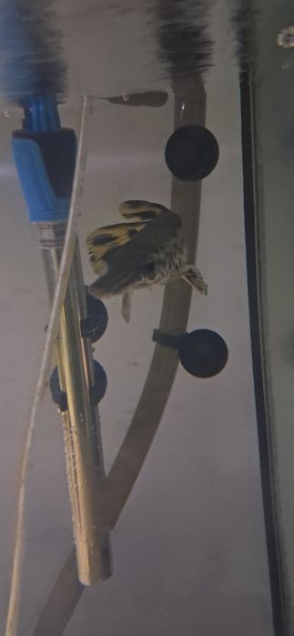 Atractosteus spatula 15-20cm