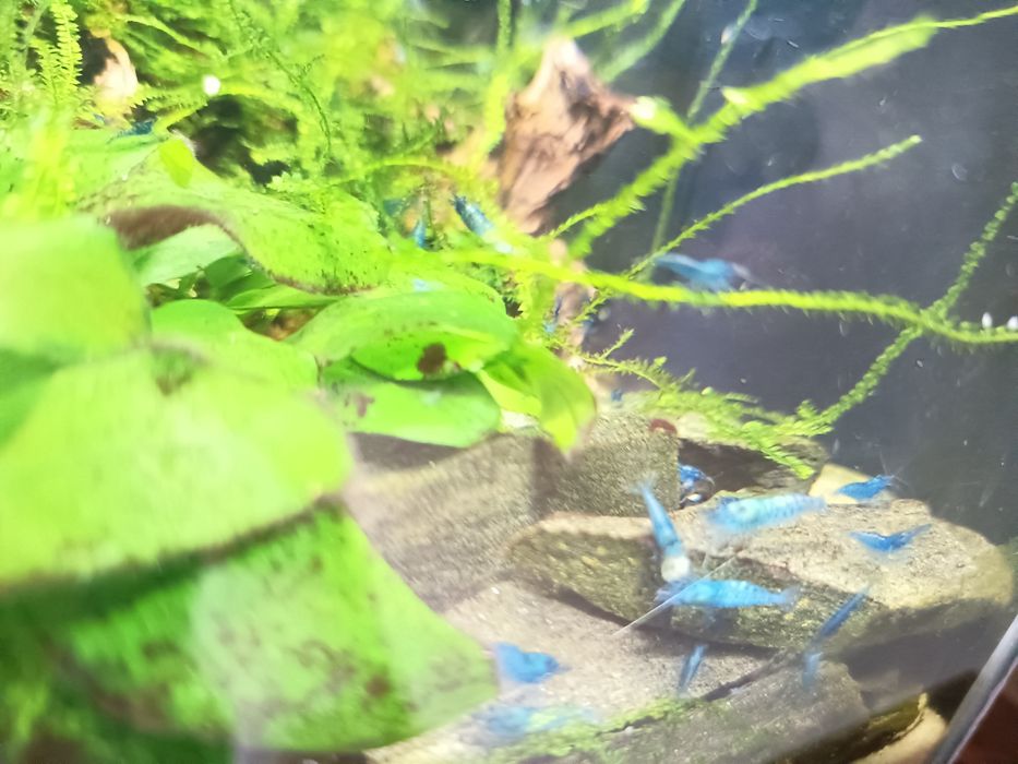 Camarões azuis (blue dream)