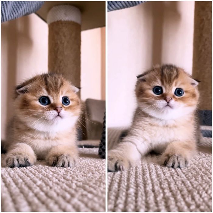 Котик ведмежатко золота шиншила