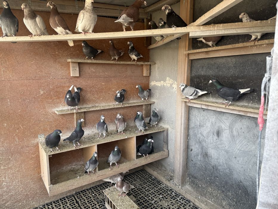 Sprzedam golebie staropolskie widoczne na zdjeciach wszystkie z roku