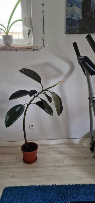 Plantas de Interior – Venda Individual ou em Conjunto