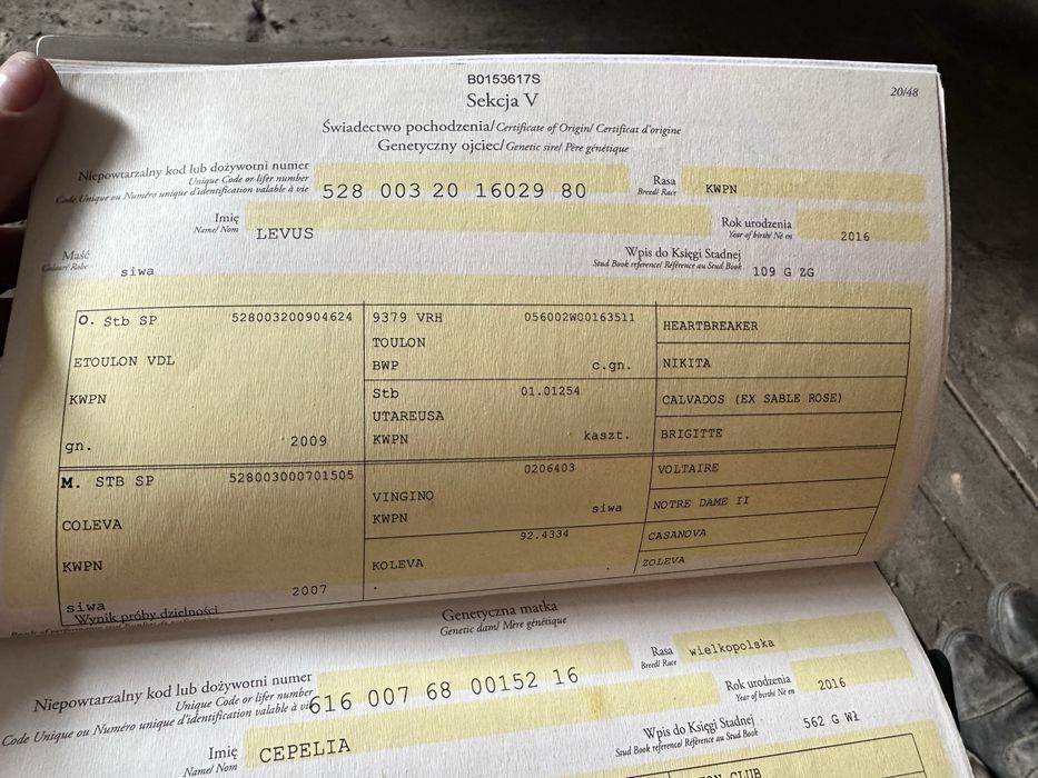 5-letnia startująca klacz ujeżdżenie/skoki CZYSTY TUV