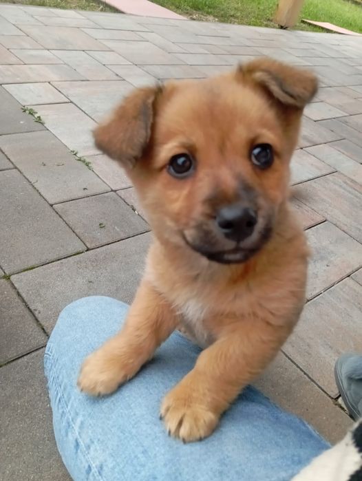 Oddam pieski w dobre ręce.