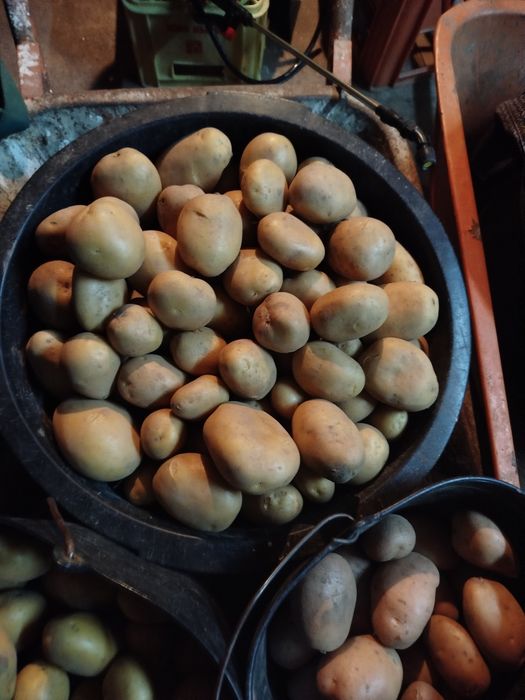 Batata branca agria