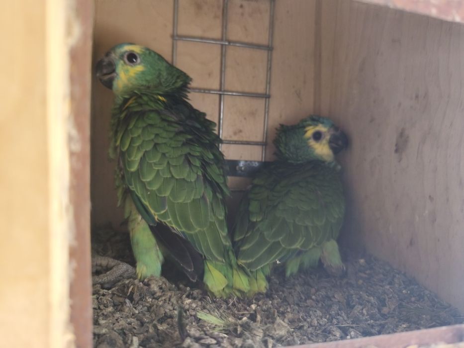 Casal amazonas aestivas criados pelos pais.