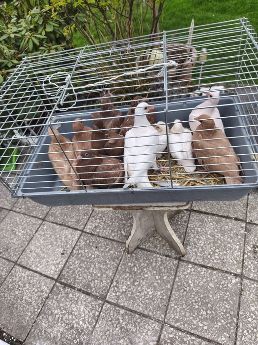 SPRZEDAM gołębie pocztowe i mulemansy