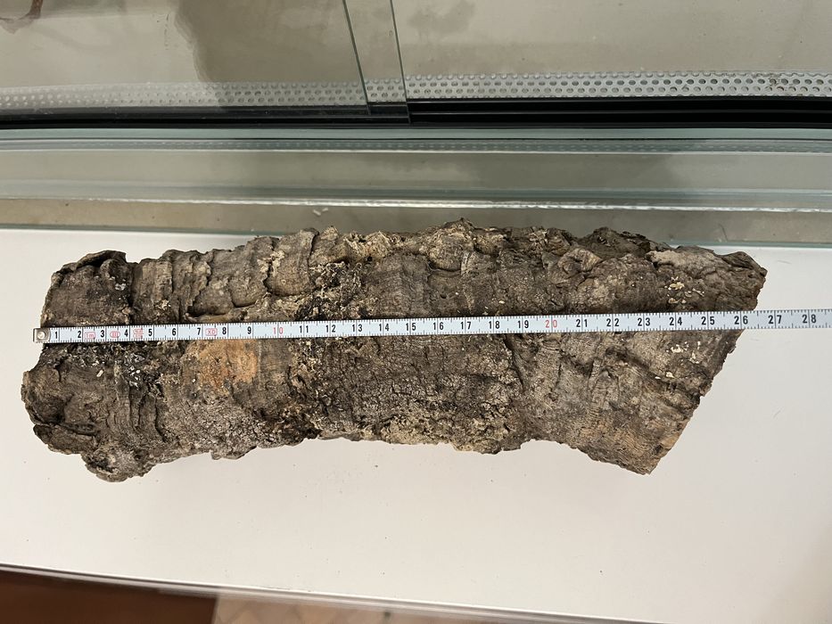 Pieniek Kora dębu pusta