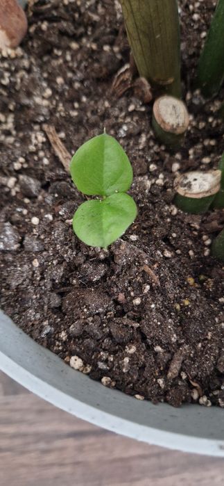 Замиакулькас шикарный красавчик