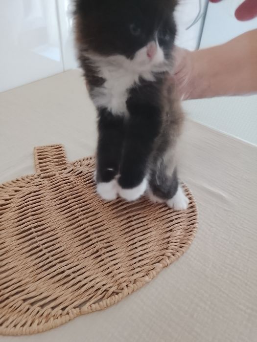 Gato persa  himalaia