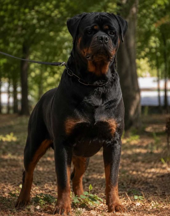 Rottweiler piękna sunia FCI