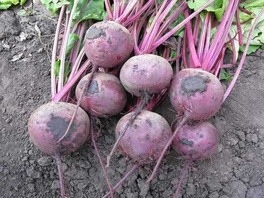 Продам червоний буряк Зепо