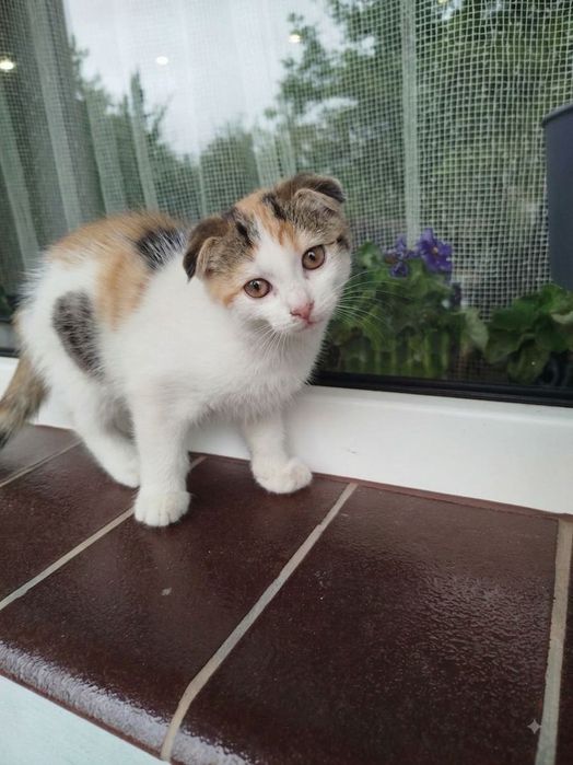 Віддам кошенят в добрі руки