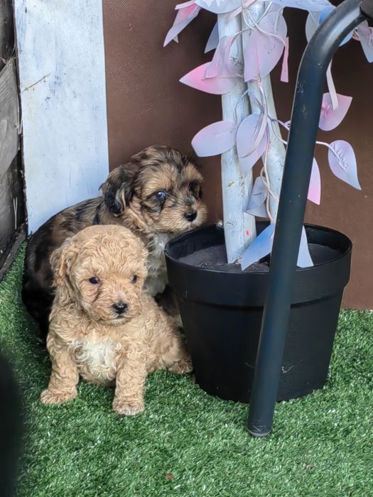maltipoo z metryką