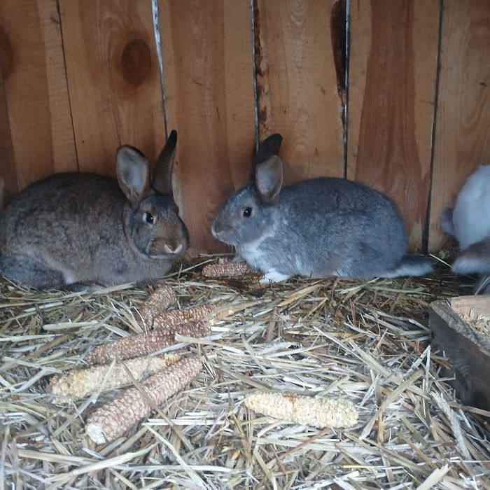 Sprzedam króliki w przedziale cenowym 70 - 150zł