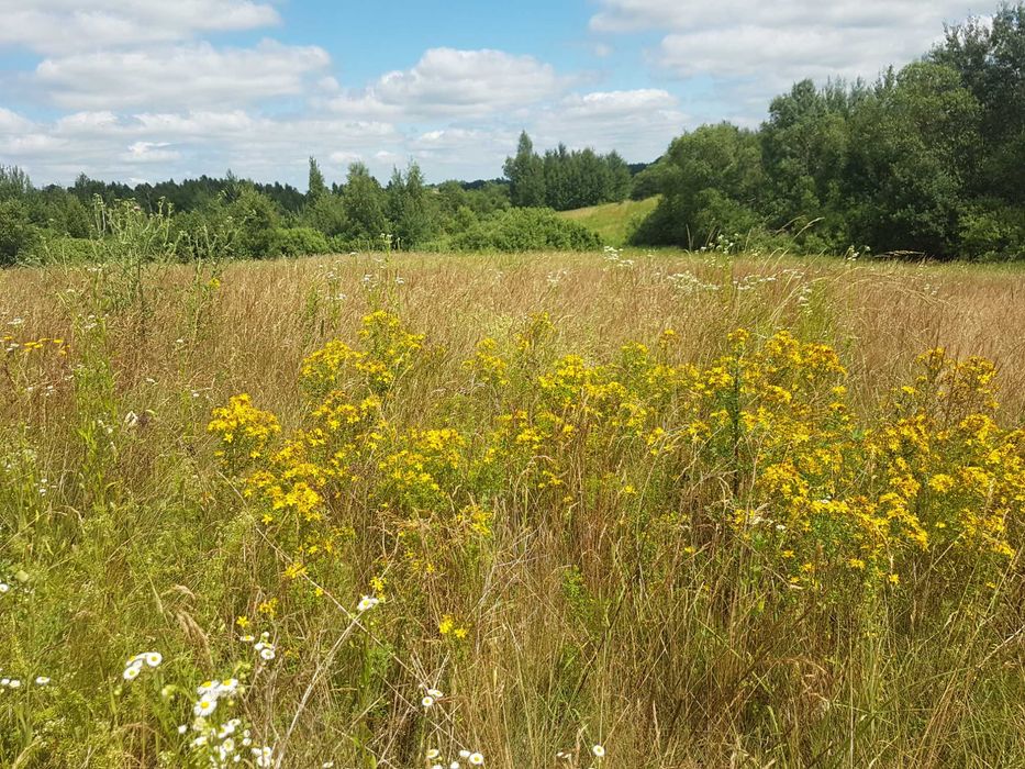 Dziurawiec zwyczajny 50 gr suszony kwiat