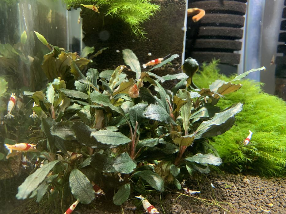 Bucephalandra roslina akwariowa do krewetkarium